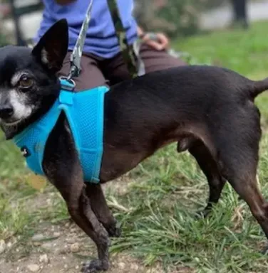 Ozzie with blue harness black chihuahua with blue harness