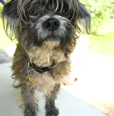 Walnut the scruffy terrier mix scruffy terrier mix