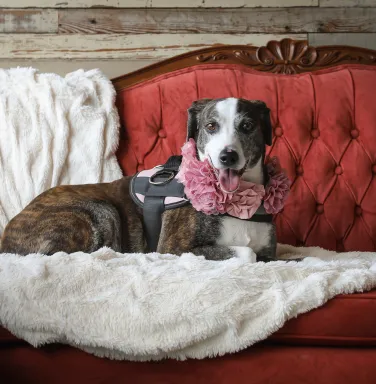 Susie on the couch dog on couch