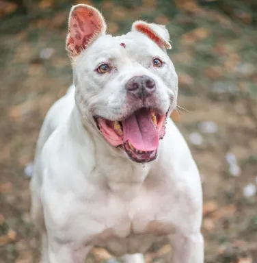 Big Papa white pit bull