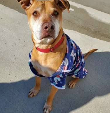 Houston in a Hawaiian shirt brown dog with Hawaiian shirt