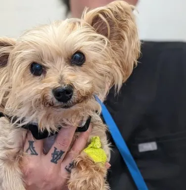 Carly in a tattooed hand Yorkie in a tattooed hand
