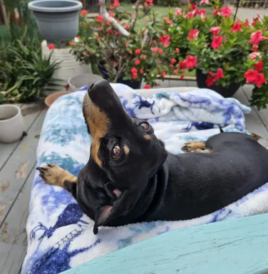Rudy laying on a bed in front of flowers black dog laying on bed in front of flowers