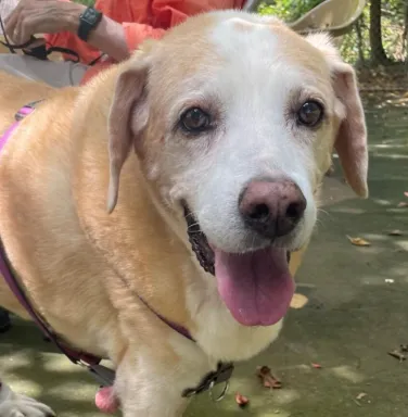 Hazel beige lab dog