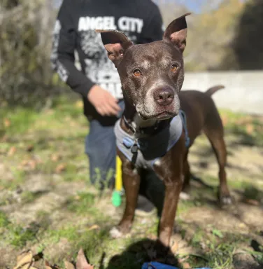 Sir Patrick Stewart dark brown dog outside