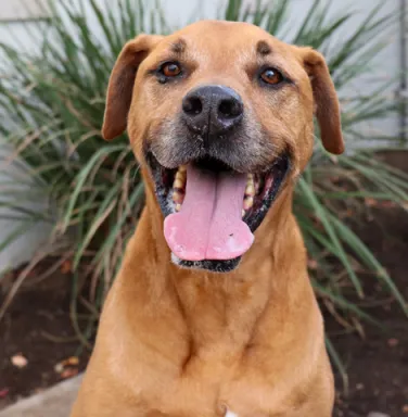 Max smiling smiling light brown dog