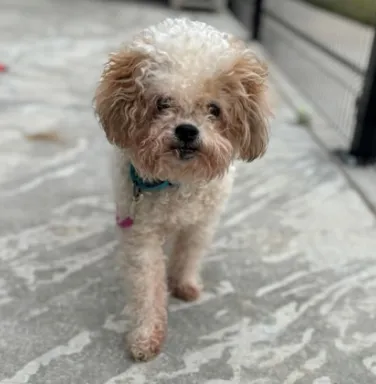 Bunny small fluffy dog
