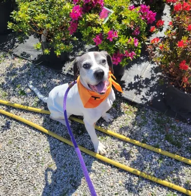 Houston with flowers beagle mix with flowers