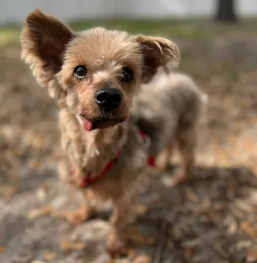 Snoopy the silky terrier silky terrier with tongue out