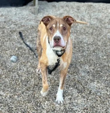Wilbert mixed breed dog on leash