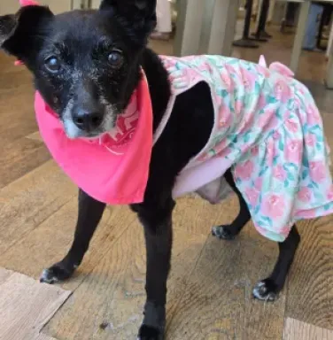 img of gracie