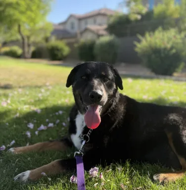 With the help of a Grey Muzzle grant, Maya's golden years will be happy and healthy.