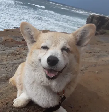 Goober on beach Goober on beach