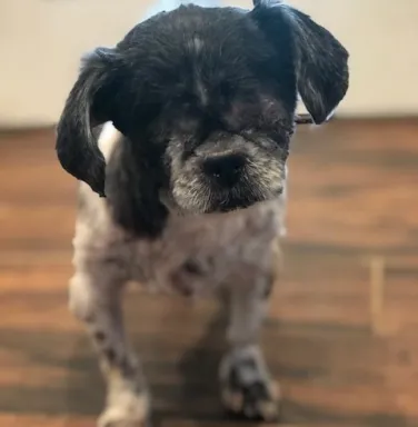 Penelope Penelope