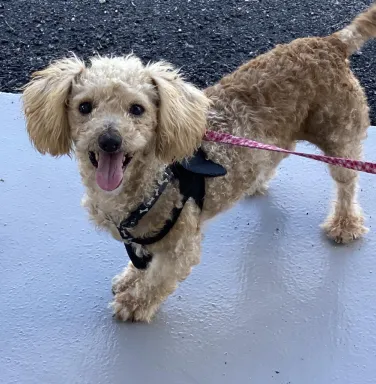 Margot smiling for the camera grey poodle smiling