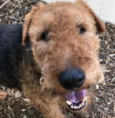 Close up of Airedale Terrier Close up of Airedale Terrier