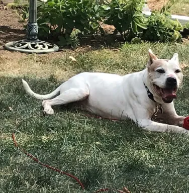 Spuds with Kong Spuds with Kong