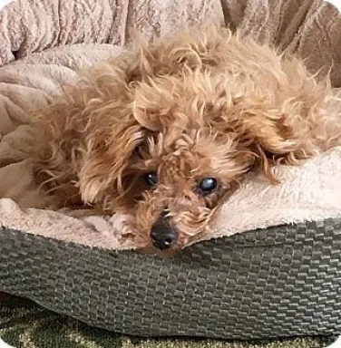 Benny Benny