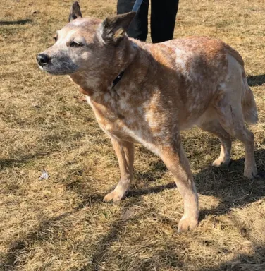 Red heeler Amber Red heeler Amber