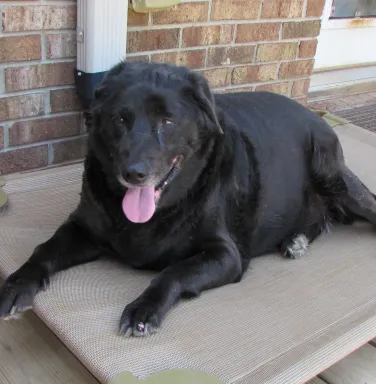 Black lab Anna Black lab Anna