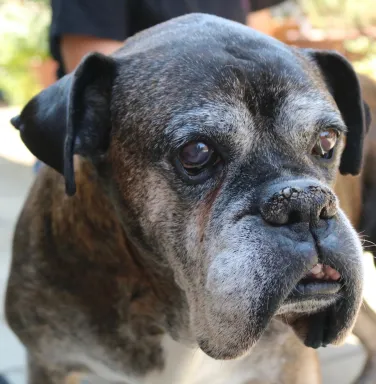Grey faced Boxer Gordon Grey faced Boxer Gordon