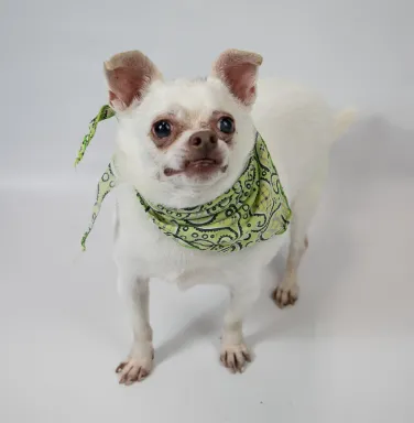 Bart white chihuahua
