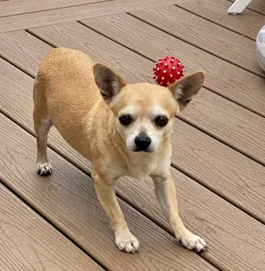 Bear at his new home tan chihuahua on wooden deck