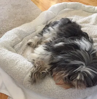 Grey Shih Tzu Beau Grey Shih Tzu Beau