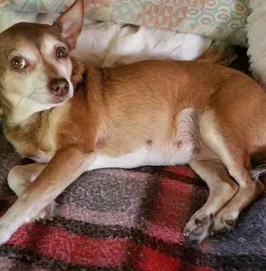 small brown dog showing belly