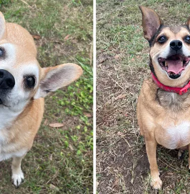 Bentley and Tyson split screen split screen of two chihuahua mixes