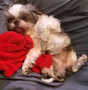 Bitz laying on his back shih tzu dog laying on back
