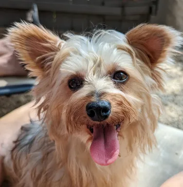 Gilda the yorkie yorkie
