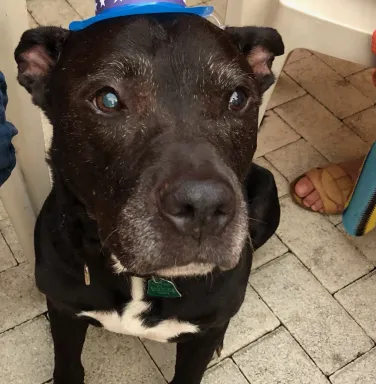 Black pit bull mix Brewster Black pit bull mix Brewster