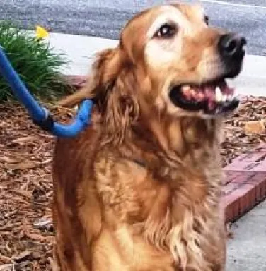 Bristol going home Golden retriever