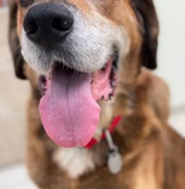 Hound dog with tongue out