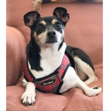 Rat terrier Chester Rat terrier Chester