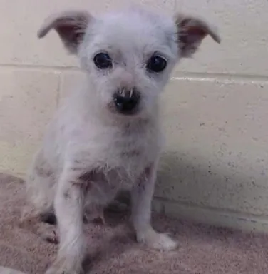 Chuck small white dog