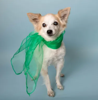 CiCi in green scarf Small dog in green scarf