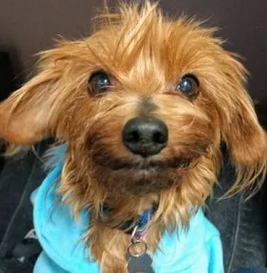 Yorkie mix Clea Yorkie mix Clea