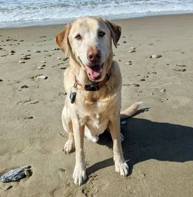 Dudley the yellow lab senior yellow lab
