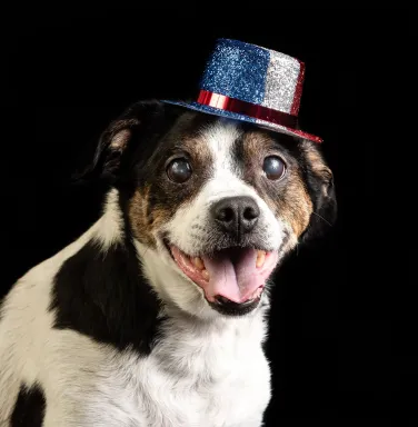 Dukey in a hat terrier in hat