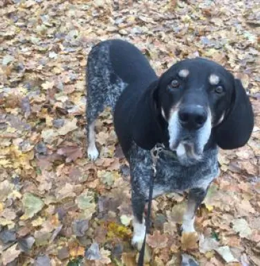 Ernest the hound dog Ernest the hound dog