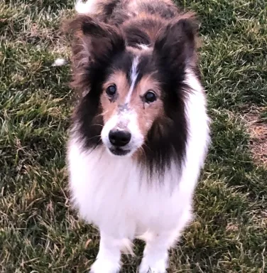 Sheltie Farley Sheltie Farley
