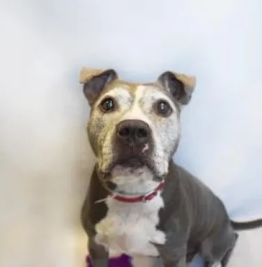 Blue nose pit bull Faye with white face Blue nose pit bull Faye with white face
