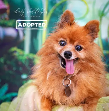 Pomeranian Foxy Pomeranian Foxy