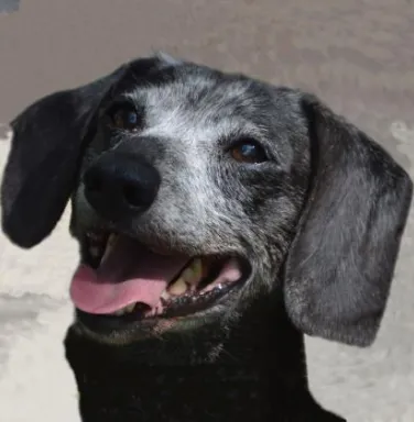 Dachshund Gannon Dachshund Gannon