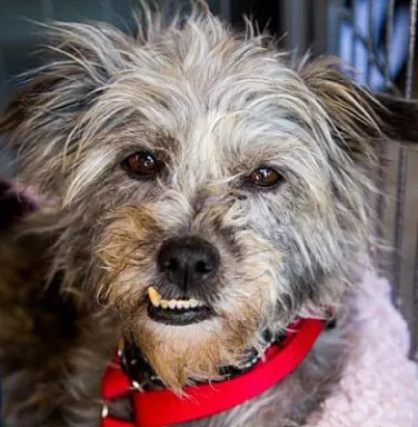 Light grey terrier dog with underbite
