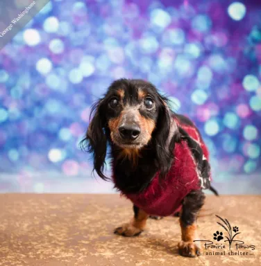 Black and tan dachshund Black and tan dachshund