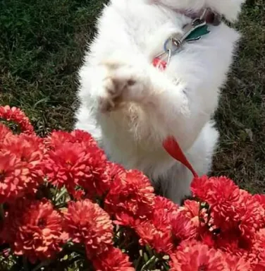 White terrier mix Ginger in front of red flowers White terrier mix Ginger in front of red flowers