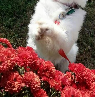White terrier mix Ginger in front of red flowers